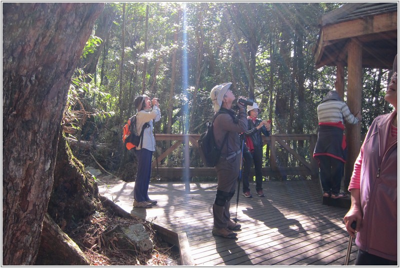 37.大雪山環站步道'賞鳥.jpg