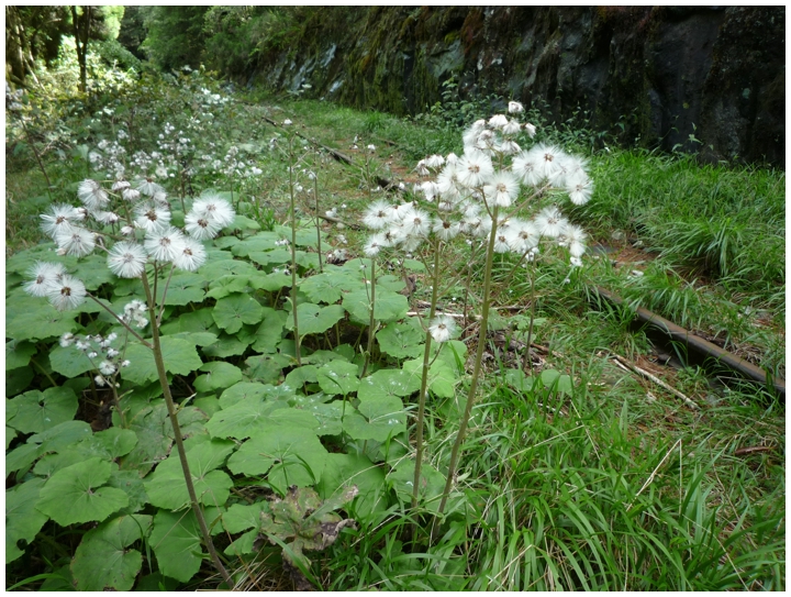 2010-05-01_09-42-26-這些是什麼植物.JPG