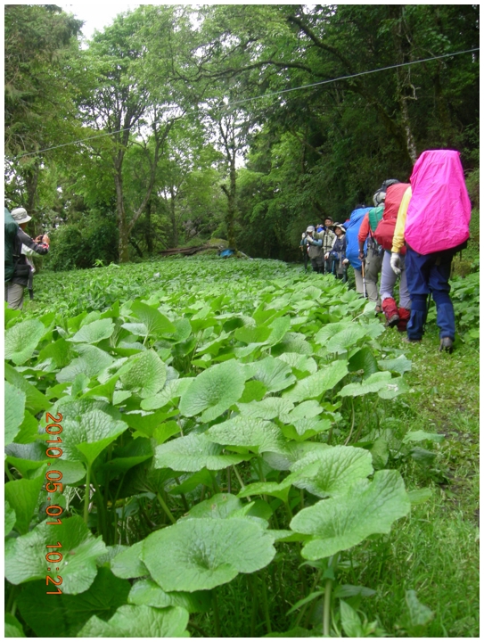 2010-05-01_10-21-24-山葵園.JPG