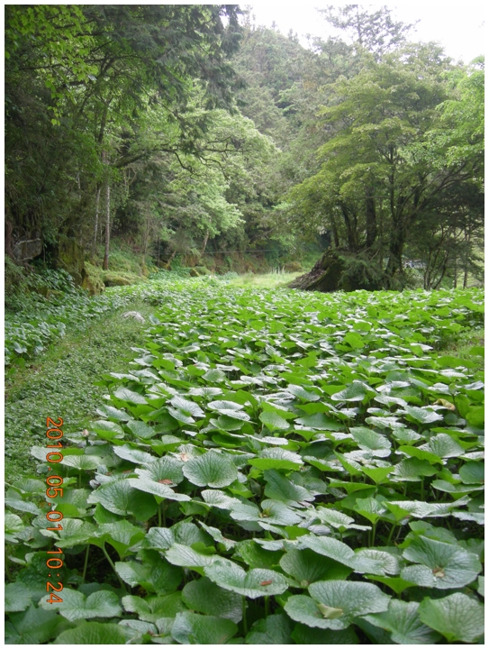 2010-05-01_10-24-01-山葵園.JPG