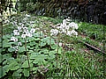 2010-05-01_09-42-21-這些是什麼植物.JPG