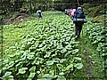 2010-05-01_10-20-13-山葵園.JPG