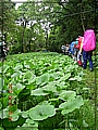 2010-05-01_10-21-24-山葵園.JPG