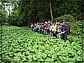 2010-05-01_10-21-48-山葵園.JPG