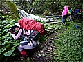 2010-05-01_10-23-30-山葵園.JPG