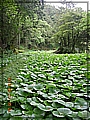 2010-05-01_10-24-01-山葵園.JPG