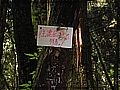 2010-05-02_09-44-56-鹿屈山-杉林溪林道叉路.JPG